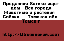 Преданная Хатико ищет дом - Все города Животные и растения » Собаки   . Томская обл.,Томск г.